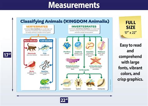 ZOCO - Animal Kingdom Classification Poster (2 Pack) - Laminated 17 x ...