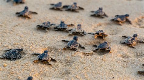 Cerca De Un Mill N De Cr As De Tortuga Se Refugiaron En Canc N