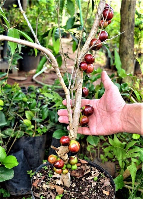 Jabuticaba Hibrida Escarlate Mudas Partir De Jardim Ex Tico