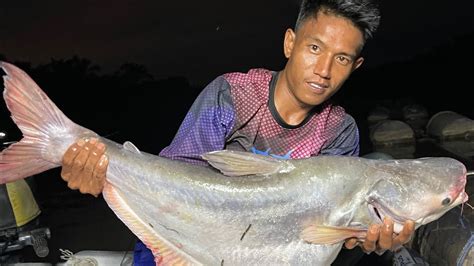 Ikan Patin Sungai Besar Bas Youtube