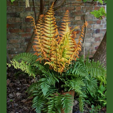 Hardy Ferns - Sugar Creek Gardens