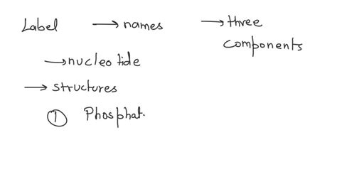 SOLVED: The diagram depicts the general structure of DNA, with a single nucleotide circled ...