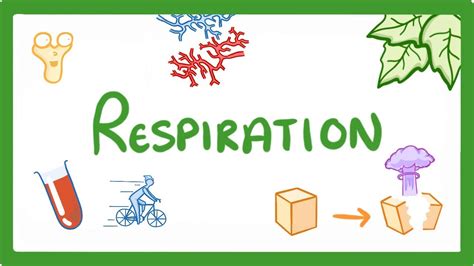 GCSE Biology Respiration 21 YouTube