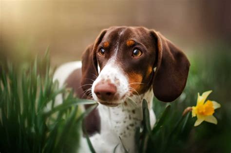 A Guide On The Mesmerizing Piebald Dachshund