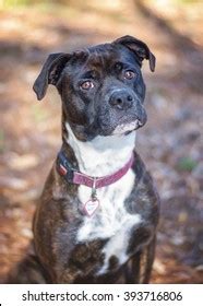 Brindle Pit Bull Mix Stock Photo (Edit Now) 393716806