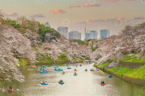 Cherry Blossom Festival Stock Photos, Images and Backgrounds for Free Download