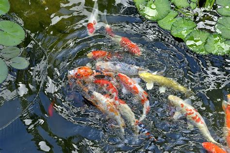 Koi Fish Swimming In The Pond Selective Focus Stock Photo Image Of