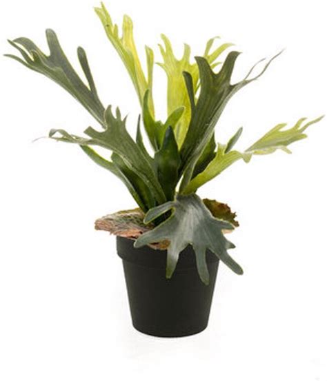 Emerald Kunstplant In Pot Varen Staghorn 36cm Kunstplanten Voor