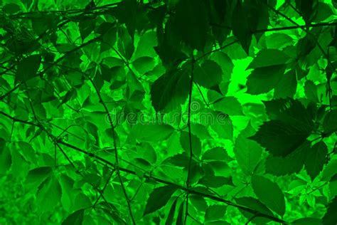 Vine Leaves Background Stock Photo Image Of Floral Background 22252328