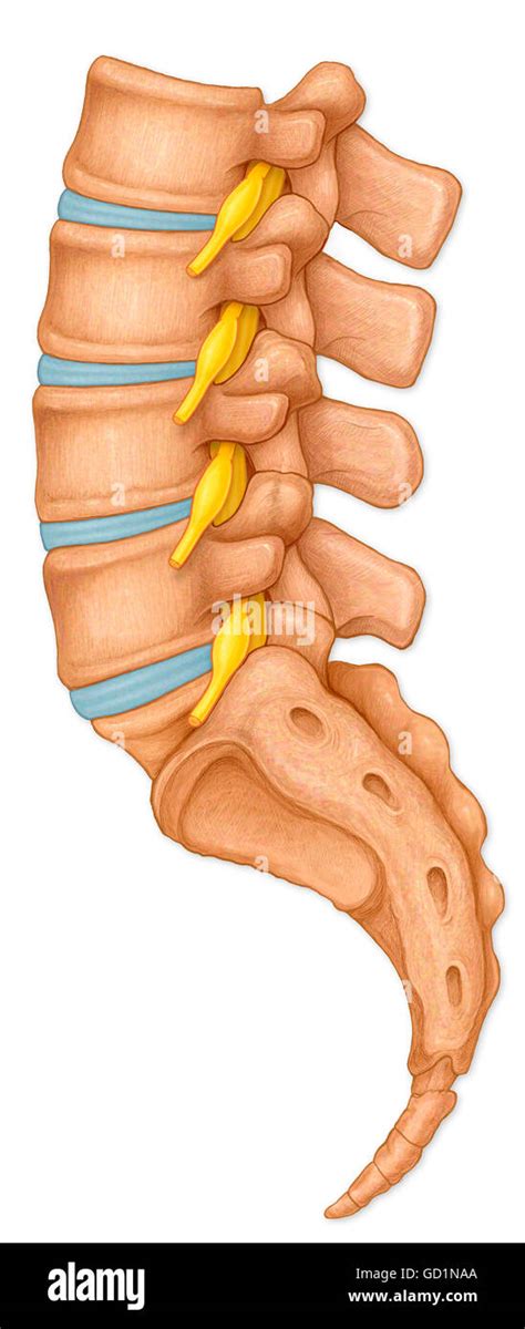 Lumbar Vertebra Lateral View