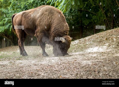 Male european bison Bison bonasus, wisent) with head down in dust Stock ...