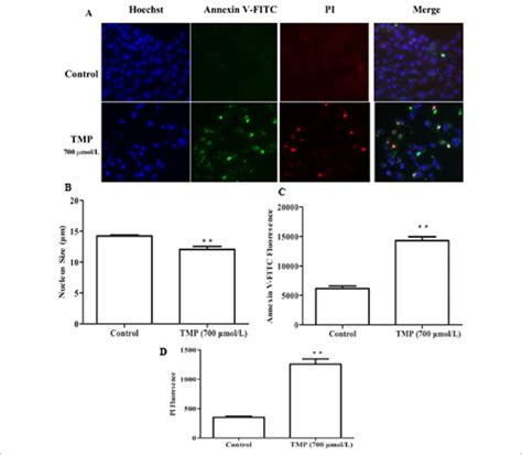 The Effects Of Tetramethylpyrazine Tmp On Hepg2 Cell Apoptosis Using