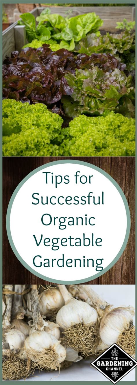 7 Tips for a Successful Organic Vegetable Gardening