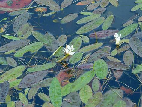 Cape Pondweed From Natuskloof Genadendal 7234 South Africa On July 20