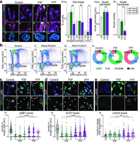 PAX3 FOXO1 PAX7 FOXO1 Activities Differentially Impact The Shape Of