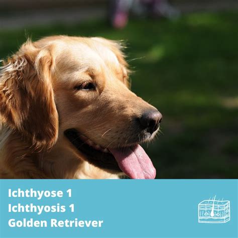 Chien Test Génétique Ichthyosis 1 Golden Retriever Pnpla1 Bêtagène