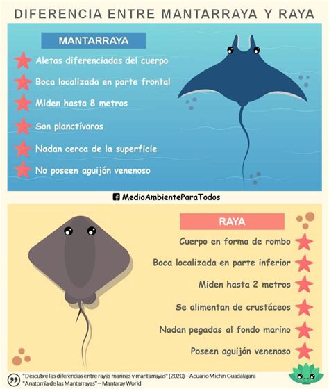 Diferencia Entre Manta Y Raya Encuentra La Diferencia