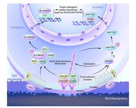 Schematic Representation Of Signaling Pathways To Regulate Osteogenic