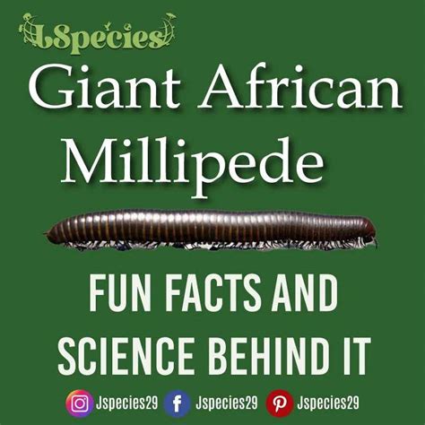 Giant African Millipede | Fun Facts And Science Behind It