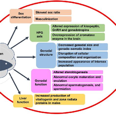 Schematic Representation Of The Impact Of Xenoestrogens On Teleostean Download Scientific