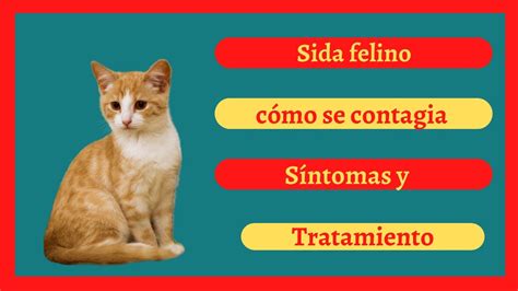 Sida Felino😺 Cómo Se Contagia Síntomas Y Tratamiento Youtube