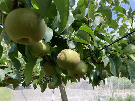 梨が大きくなってきました！！｜大時果樹園 栃木県宇都宮市の梨・ぶどう農園