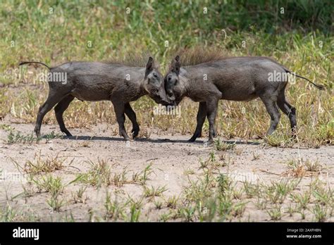 African warthogs Fotos und Bildmaterial in hoher Auflösung Alamy