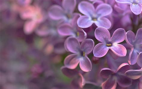 Wallpaper Four Petals Purple Flowers 1920x1440 HD Picture Image