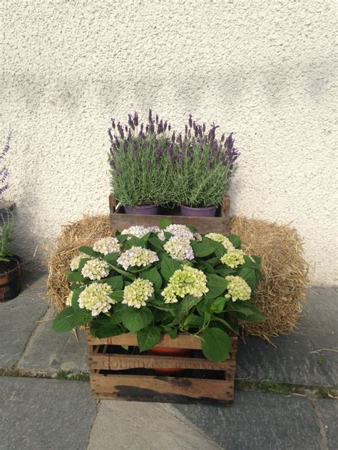 Pin By Cath Sweeney On Wedding Pins Wedding Pins Plants Garden