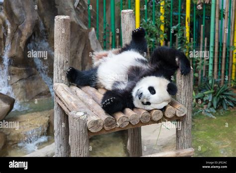 Sleeping Panda