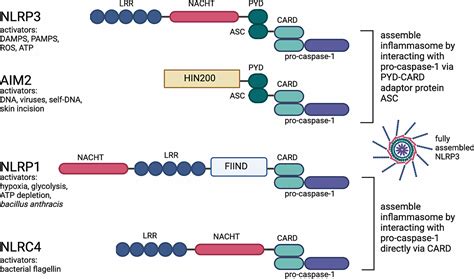 interleukin beta  inflammasome expression  spinal cord
