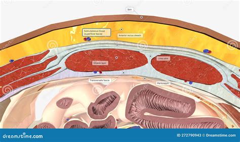 Abdominal Wall Cross Section Anatomy. Abdominal Wall Layers Cartoon ...