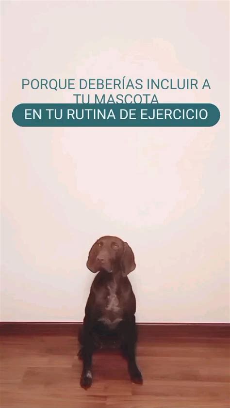 Porque Deber As Incluir A Tu Mascota En Tu Rutina De Ejercicio Min