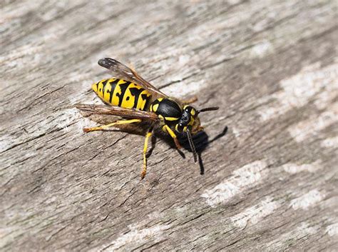 A Guide To Yellow Jacket Identification & Control