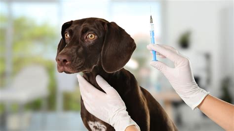 Librela for Dogs: Considerations After Reported Side Effects | Holistic ...