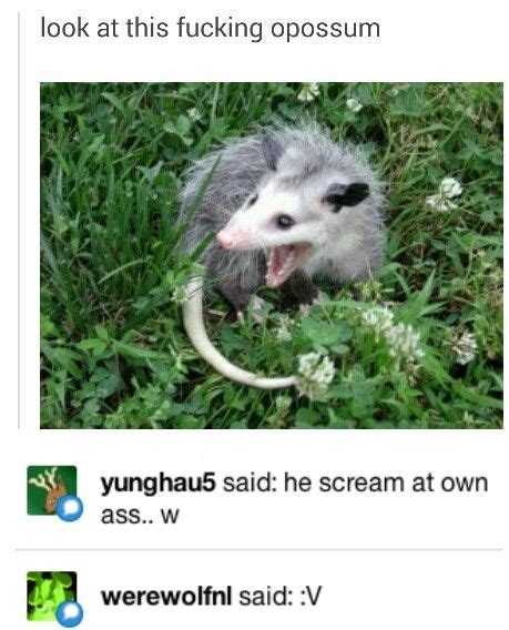 Possum Opossum Awesome Possum Animal Memes