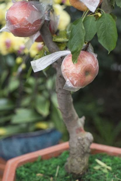 Can You Grow Apple Trees In Containers Tips On Growing Apple Trees In