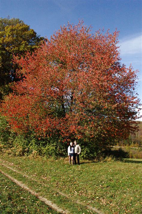 Chubby Amateur European Mausibutz Gives Blowjob Rides Cowgirl In