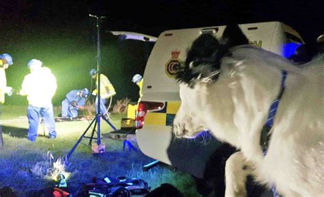 Dog Rescued After Falling Over Cliff In Swanage Swanage News