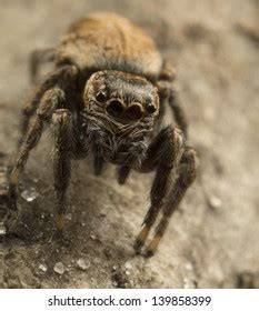 Adult Female Pantropical Jumping Spider Species Stock Photo