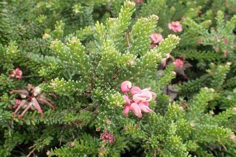 This grevillea is another fantastic mid green ground cover that’s both drought and frost ...