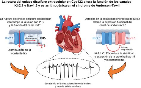 Mecanismo De Arritmias Letales En El S Ndrome Andersen Tawil