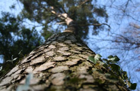 Free Images Nature Forest Rock Winter Wood Grain Sunlight Leaf