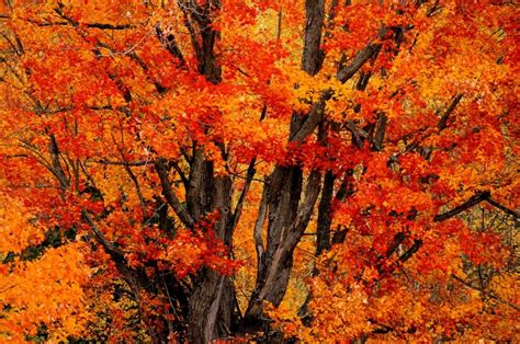 Tree Fall Color Leaves Seasons Autumn Orange Color Free Image