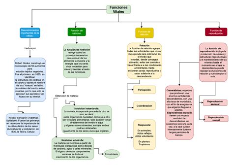 Mapa Conceptual De Las Funciones Vitales De Los Seres Vivos Brainlylat