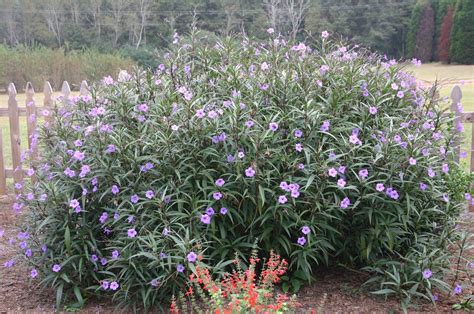 Ruellia (Mexican Petunia) – Invasive? | Walter Reeves: The Georgia Gardener