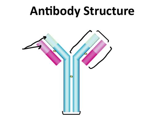 Antibody structure Diagram | Quizlet