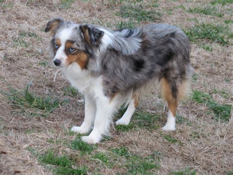 Mini Australian Shepherd Blue Merle | [#] Lunawsome