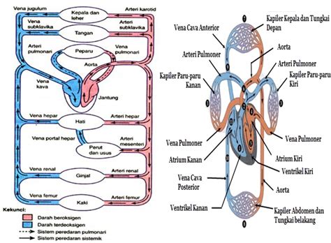 Sistem Peredaran Darah Manusia Science Andtechnology