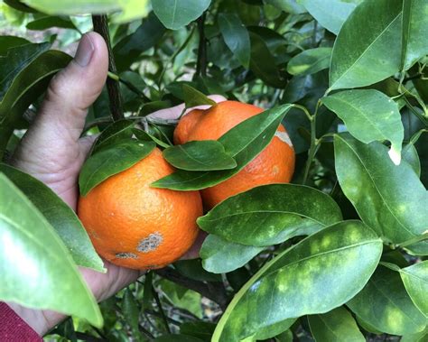 Miracle Cure Or Wishful Thinking Proposed Treatment For Citrus Greening Gets Mixed Reviews From